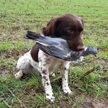 Dove for Dog Tracking Training